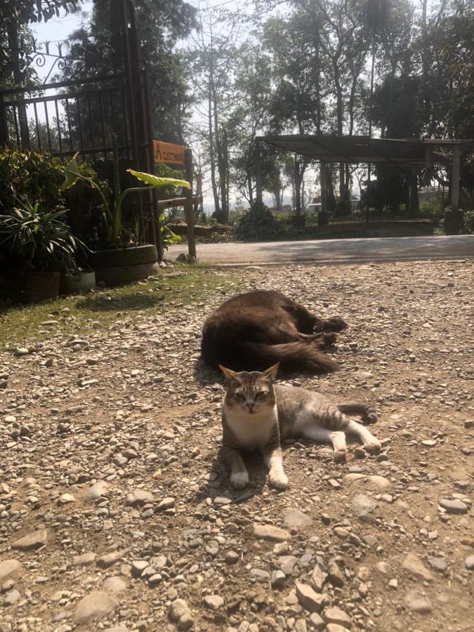 Tara Guesthouse - Sauraha,Chitwan Kültér fotó